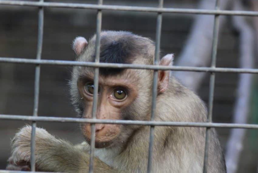 Ribuan konten penyiksaan hewan di sosmed ternyata berasal dari Indonesia. (Foto: Jakarta Animal Aid Network)