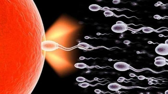 ilustrasi sperma