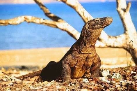 Formapp Tolak Pembangunan Geopark dan Swastanisasi TN Komodo (Foto: Istimewa) 