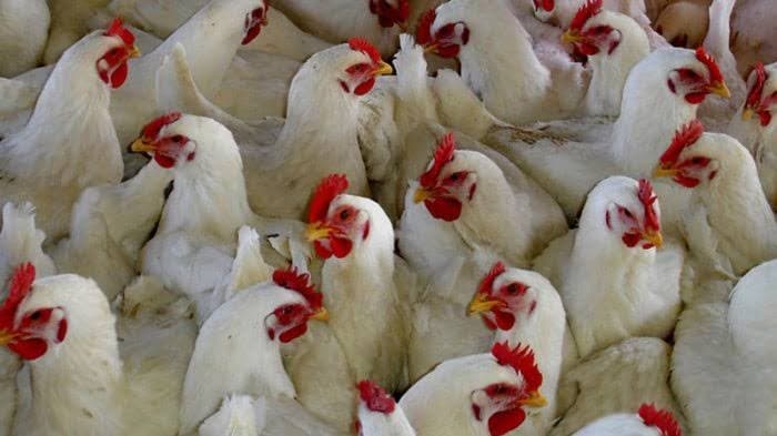 Ilustrasi Ayam (Foto: Istimewa) 