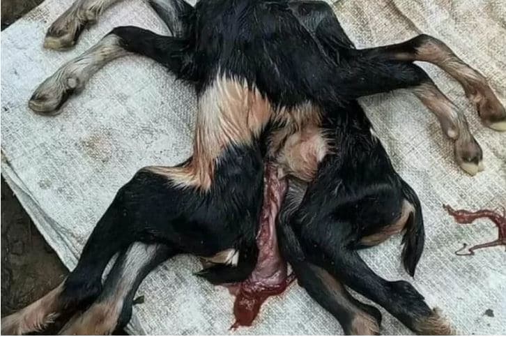 Kambing berkaki delapan (foto:Istimewa)