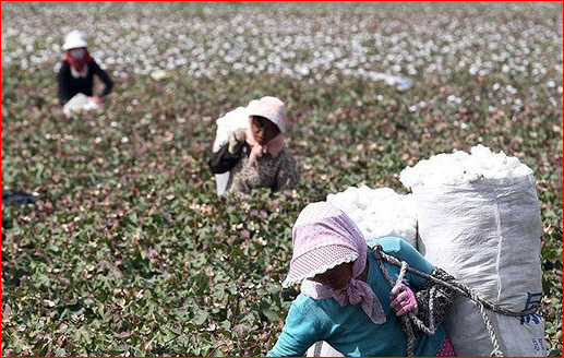 Etnis minoritas Uighur di Xinjiang memanen kapas di salah satu perkebunan. Foto: inty3000.com