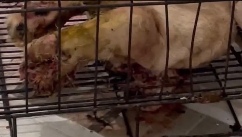 Kasus kematian anjing Maxi menuai simpati netizen.