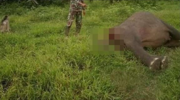 Kasus kematian Gajah Sumatera tanpa kepala.
