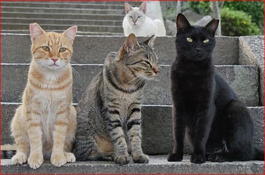Foto: kaist455.com