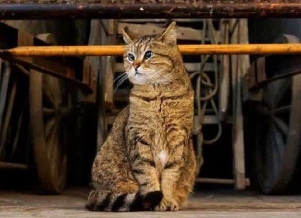Gli kucing cantik di  Hagia Sophia(Foto:Istimewa)