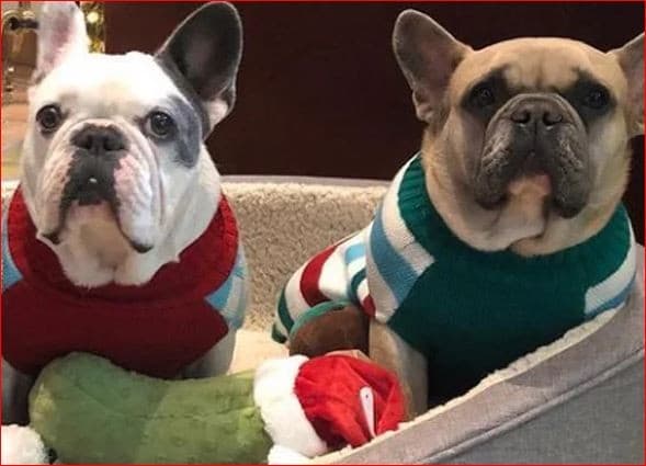 Gustaf (kiri) dan Koji (kanan), dua anjing Lady Gaga yang dibawa lari pembunuh dogwalker. Foto: cfox.com