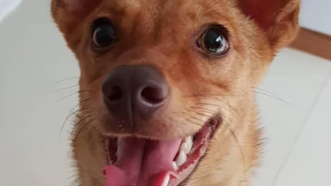  Anjing bernama Beedo (foto:Istimewa)