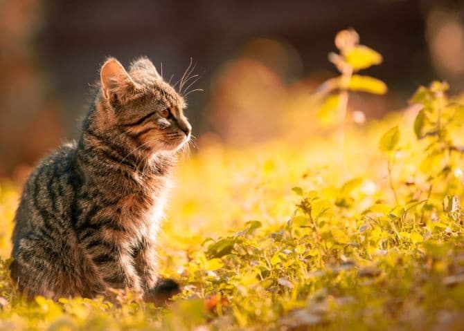 Cat Lovers, Nih Tips Memilih Pakan Kucing Kalengan hingga Masak Sendiri