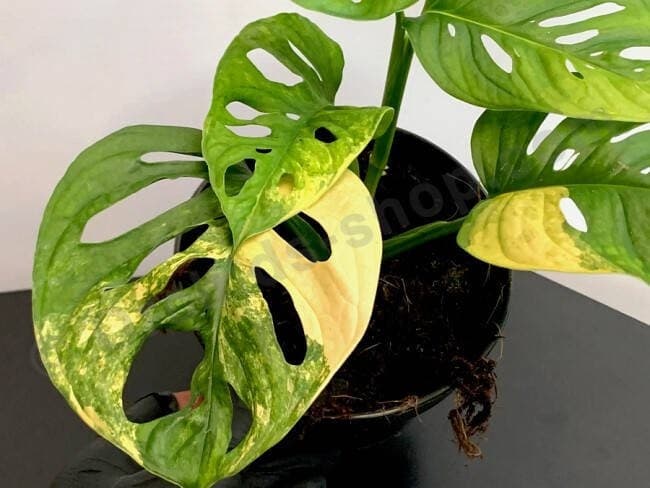 Monstera adansonii ini seharga Rp31 juta (Foto:Istimewa)