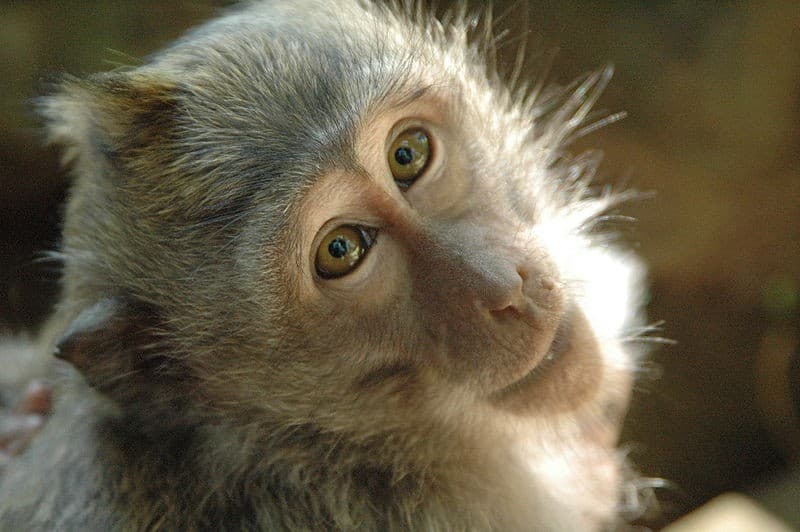 Monyet (Foto:Istimewa)