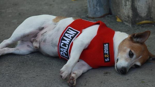 Innalillahi Anjing Manny Pacquiao Tewas Terlindas Mobil di Garasi
