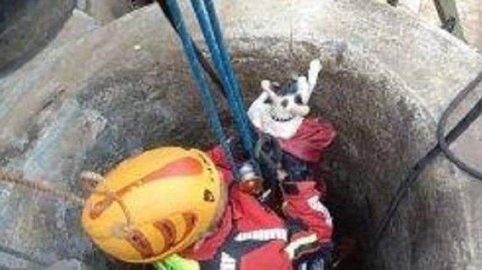 Penyelamatan Kucing Oleh Petugas Damkar (Foto: Istimewa)