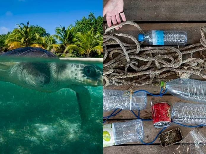 Kolase foto penyu Lekang dan sampah (Foto: Daily Mail)