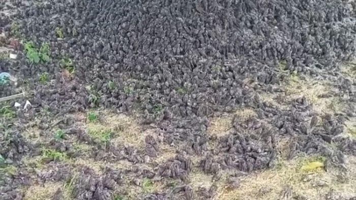 Ratusan burung mati di Bali (Foto: Istimewa)