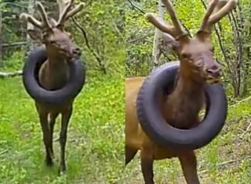 Rusa viral yang lehernya terjerat ban selama 2 tahun. (Foto: Twitter) 