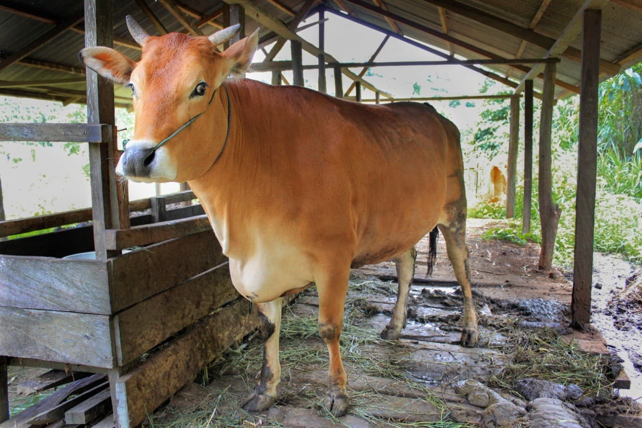 Ilustrasi sapi