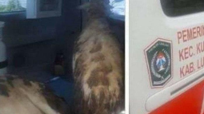 Ambulan Desa Bawa Kambing (Foto:Istimewa)