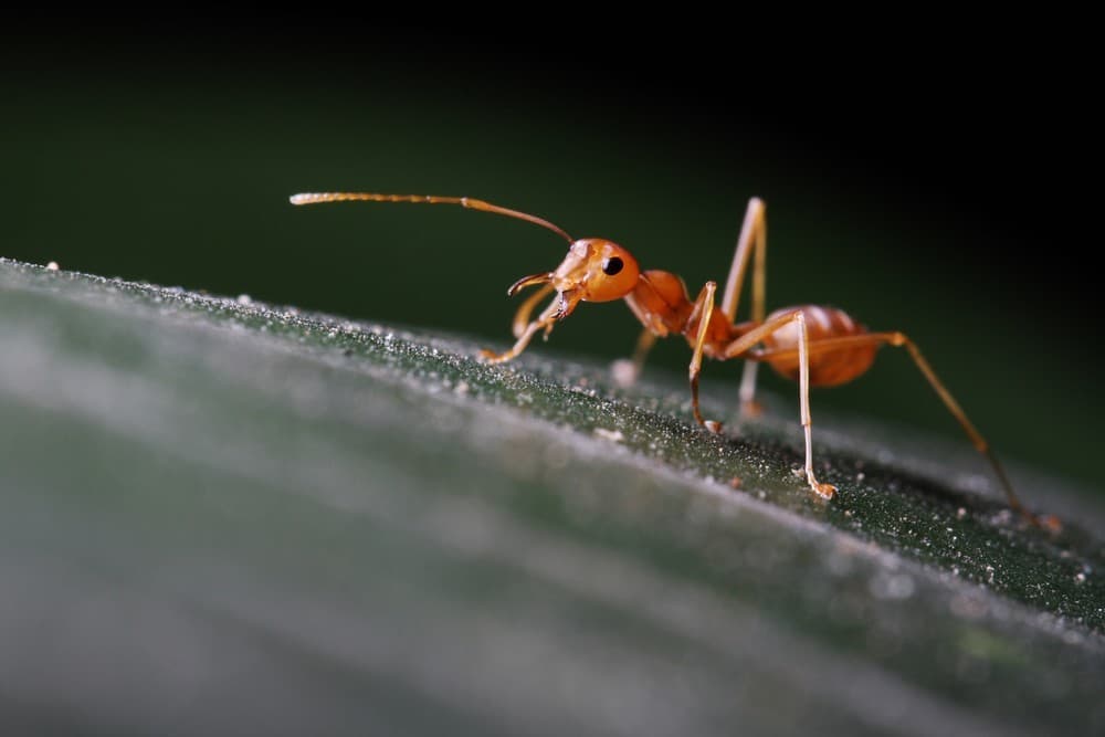 Foto: permatreat.com