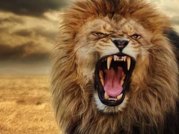 Singa kelaparan (Foto:Istimewa)