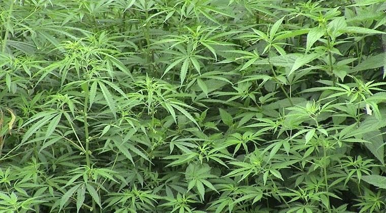 Ilustrasi pohon ganja (Foto:Istimewa)