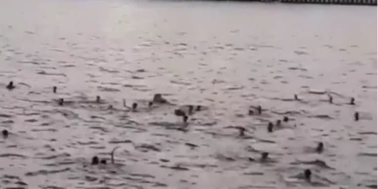 Potongan video aksi tawuran di laut
