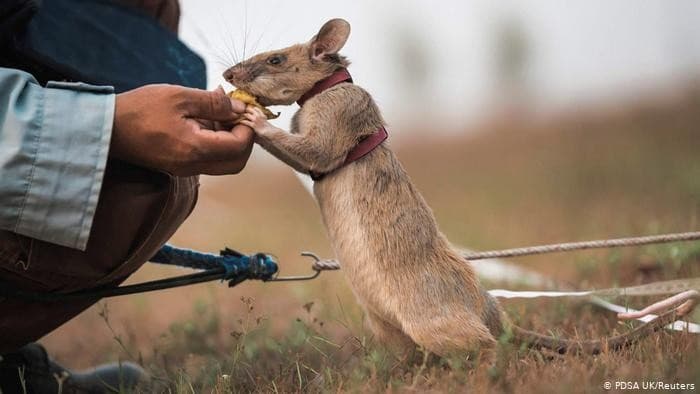 Magawa, sang tikus pahlawan (Foto:Istimewa)
