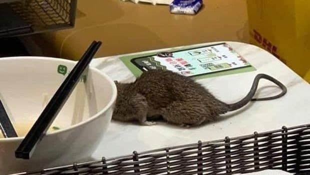 Tikus  (Foto:Istimewa)
