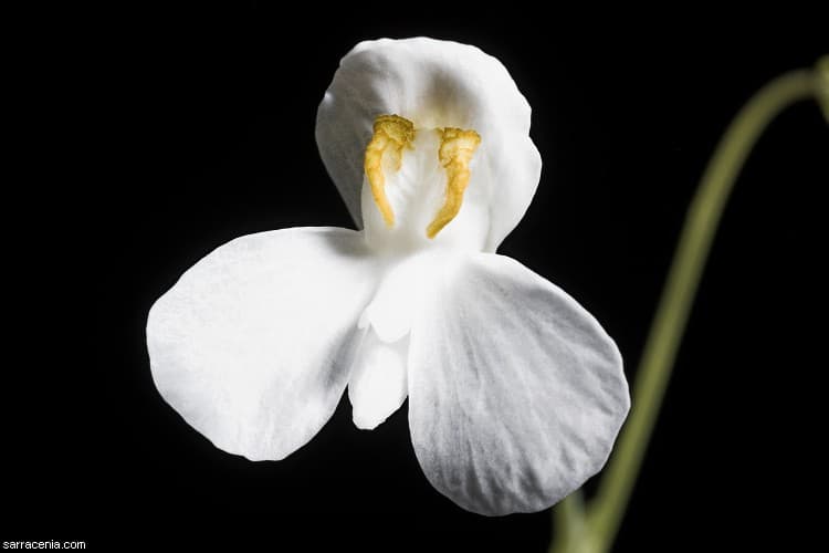 Foto: sarracenia.com