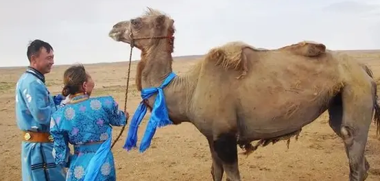 Unta kangen pemilik lama (Foto:Istimewa)