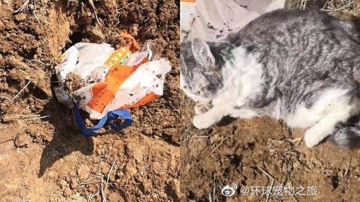 Kucing dikubur hidup-hidup karena wabah corona (Foto:Istimewa)