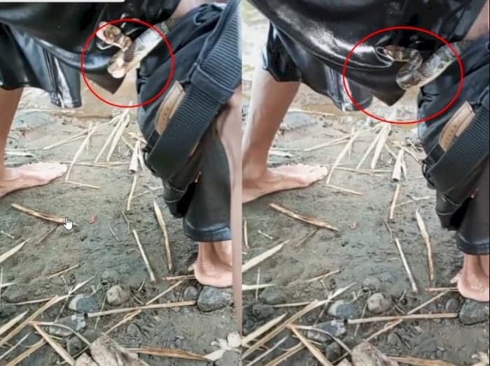 Celana wisatawan kemasukan ular saat asyik berenang. 