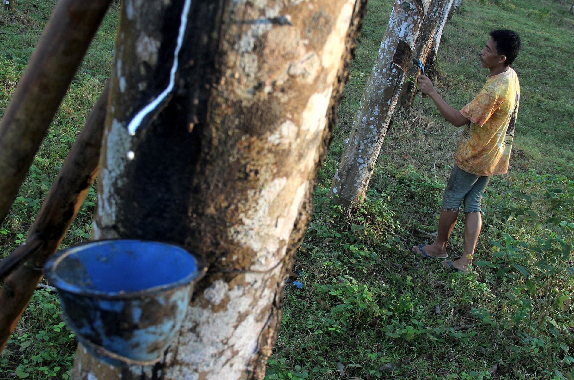 Petani karet (FOTO: www.validnews.com)