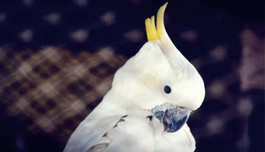 141 Burung Kakatua yang Hendak Diselundupkan Berhasil Diselamatkan