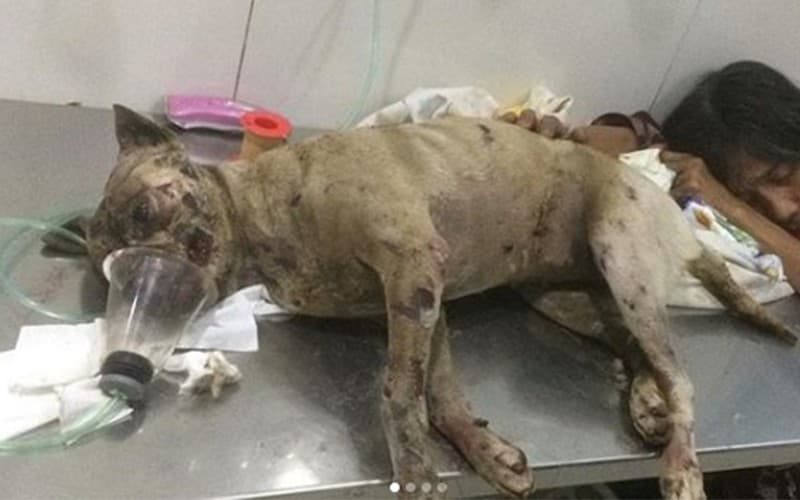 Viral! Ditinggal Tarawih Pemilik, Anjing Lucky Dibakar Hidup-hidup, Ini Kronologisnya