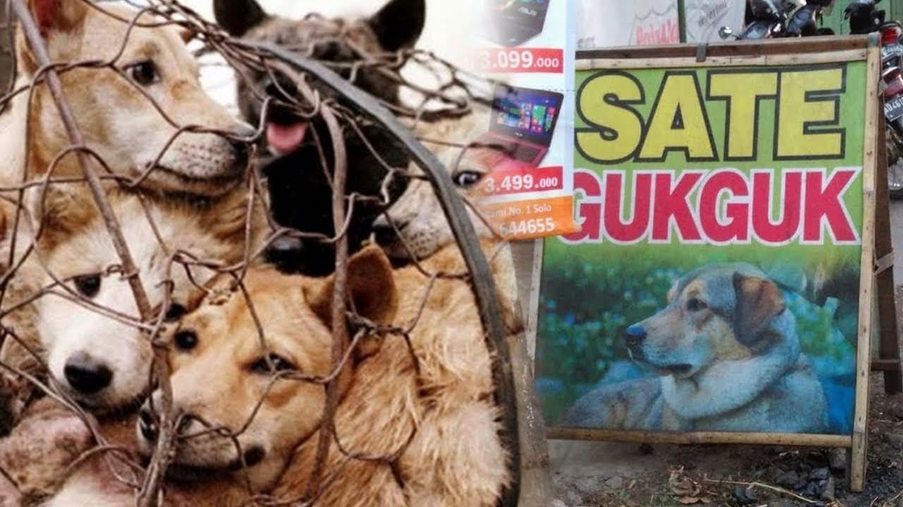 Ilustrasi perdagangan daging anjing di Solo (Foto: Istimewa)