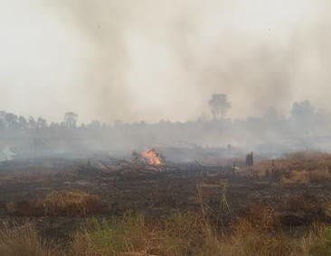 Ilustrasi pembakaran lahan (Foto:Istimewa)