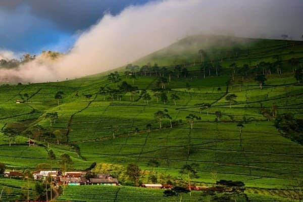 Agrowisata Kaligua
