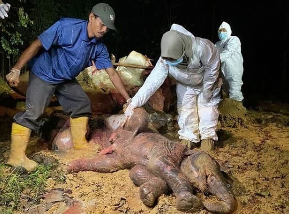 Gajah Sumatera ditemukan mati mengenaskan.