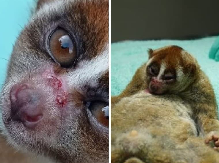 Satu Lagi Hewan Malang Jadi Korban Manusia! Gipo Ditemukan Luka Parah di Jalan, Gigi Dicabut Paksa