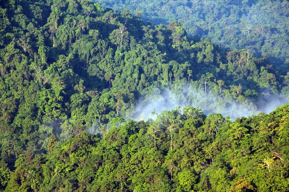 Hutan (Foto: Ilustrasi)