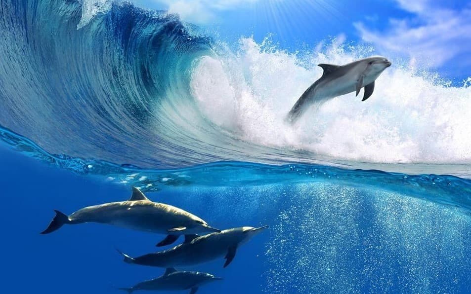 Warga di Muna Sembelih Lumba-lumba, KKP Langsung Selidiki dan Temukan Hal Ini