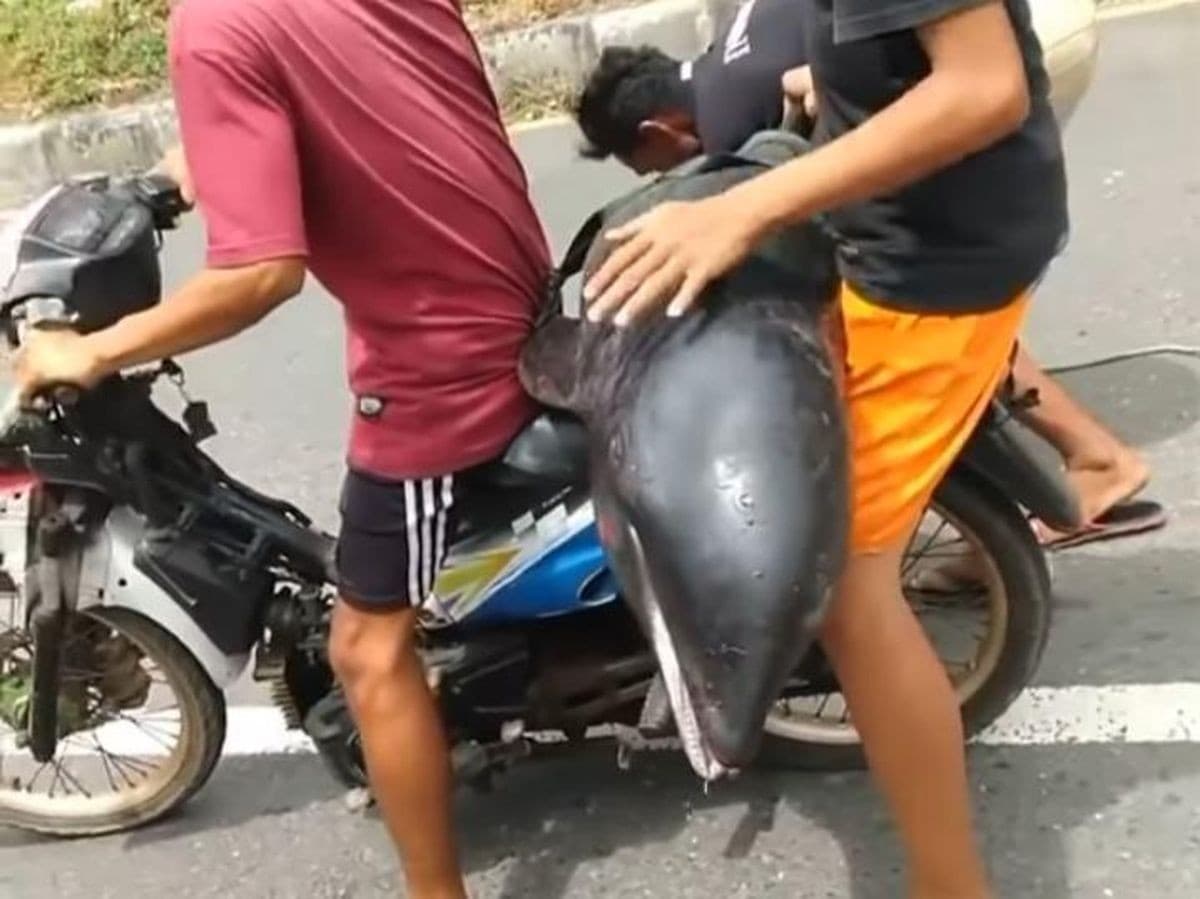 Pencinta Satwa di Lombok Polisikan Warga yang Bawa dan Memotong Lumba-Lumba