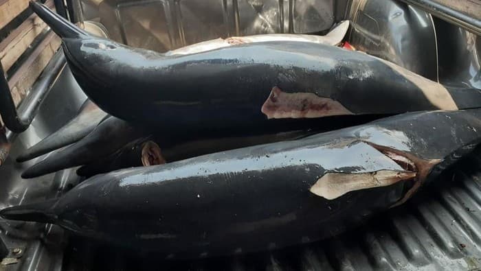 Kejinya Praktik Jual Beli Lumba-lumba di Tulungagung yang Dibongkar Polisi