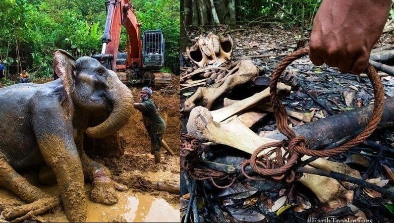 Petisi larangan penggunaan jerat hutan di Change.org. 