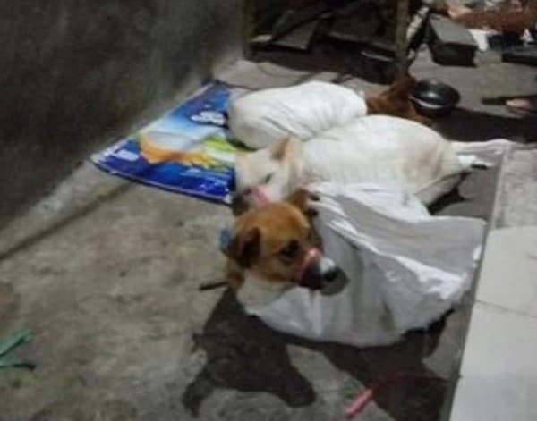 Anjing yang ditemukan di rumah jagal (Foto:Istimewa)
