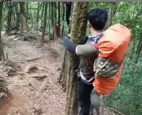 Viral Pendaki Gunung Cikuray Kena Begal Babi Hutan, Sampai Nekat Naik ke Pohon
