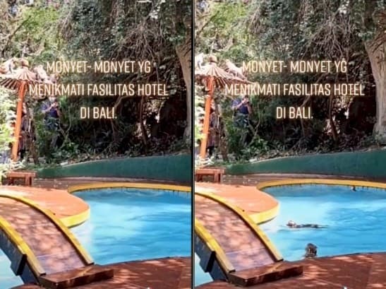 Viral Video Kawanan Monyet Santuy Nikmati Kolam Renang Hotel di Bali, Bikin Netizen Ngakak Plus Iri!