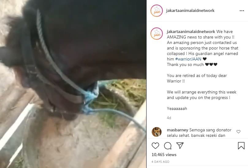 Kuda malang yang viral usai insiden ambruk di kawasan Cikupa akhirnya terselamatkan. (Foto: Instagram)