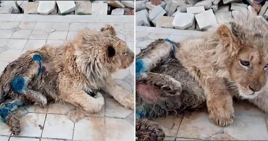 Kejam! Kaki Simba Sengaja Dipatahkan, Agar Mudah Diajak Foto Bareng Turis (Foto: Istimewa)